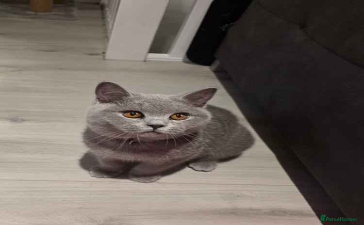British Shorthair cats - Advert 15
