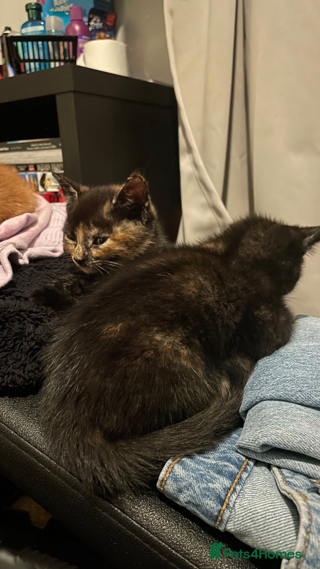 Mixed Breed cats for sale: 2 Beautiful Black (and ginger spots) Girl Kittens - Image 12