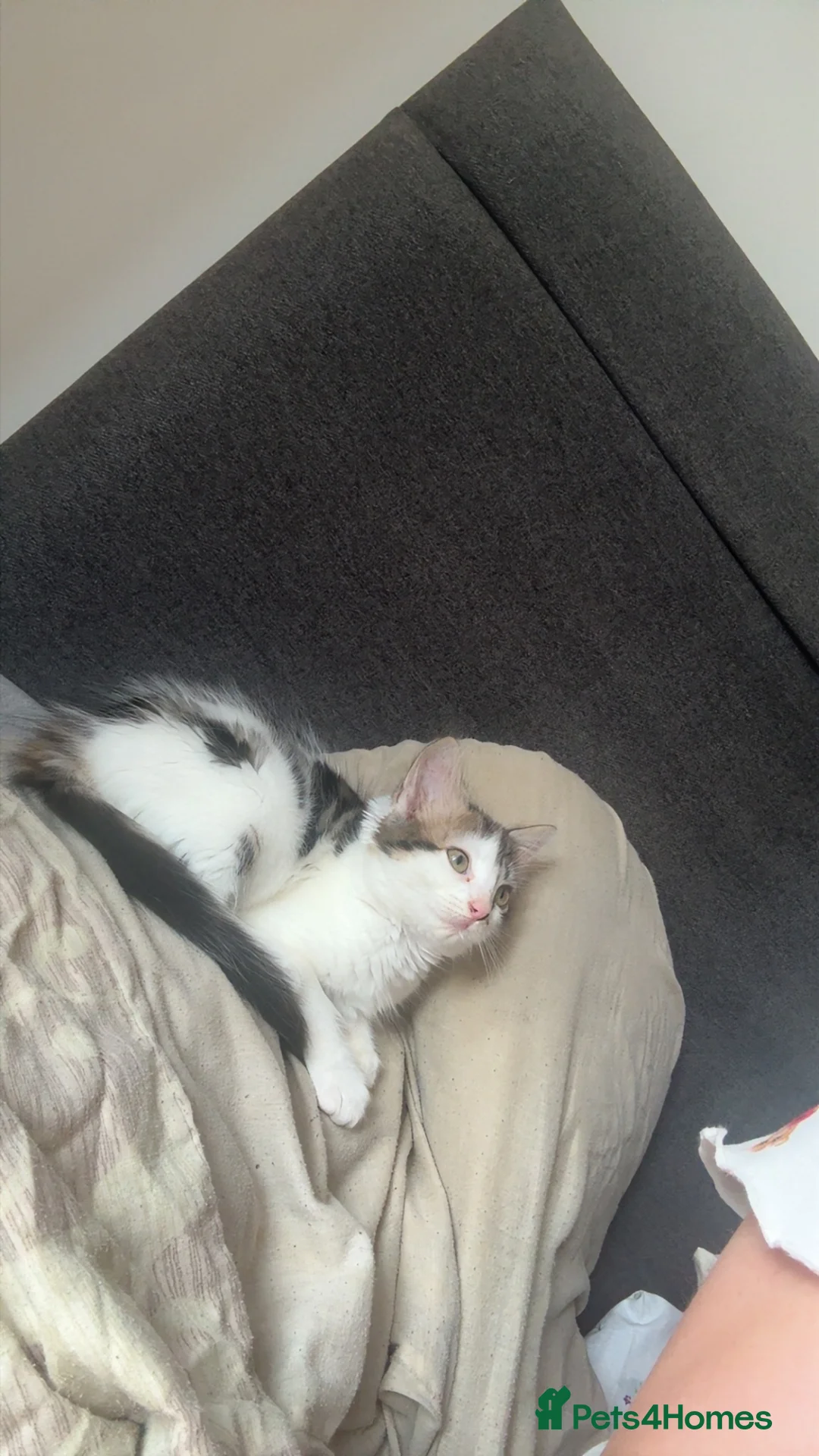 British Longhair cats for sale: 13 week old female long haired kitten in Holmfirth - Advert 8