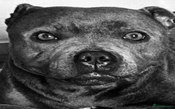 Staffordshire Bull Terrier dogs for sale: solid blues - Image 29