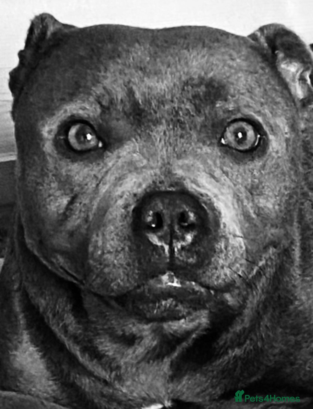 Staffordshire Bull Terrier dogs for sale: solid blues - Image 29