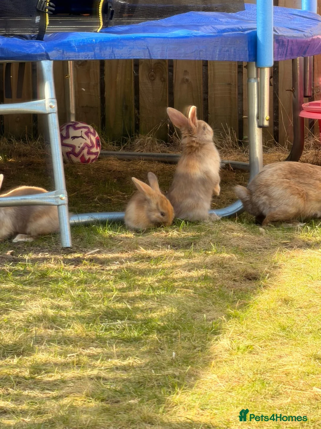 Mixed Breed rabbits for sale: Baby rabbits  in Huddersfield - Advert 1