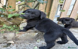 Labrador Retriever dogs for sale: ⭐️READY TO GO NEXT WEEK⭐️KC Reg Labrador Puppies  - Image 17