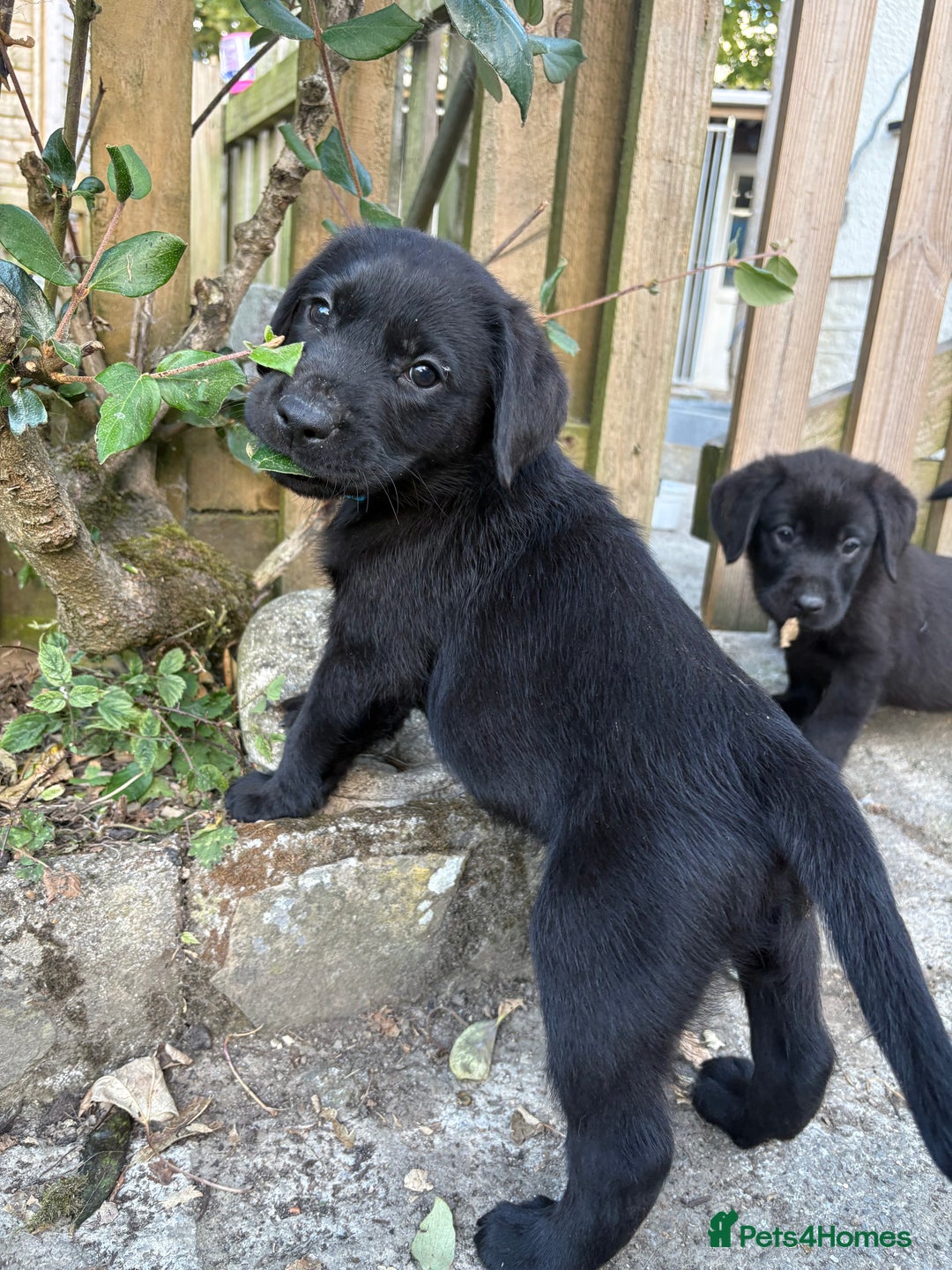Labrador Retriever dogs for sale: ⭐️READY TO GO NEXT WEEK⭐️KC Reg Labrador Puppies  - Image 17