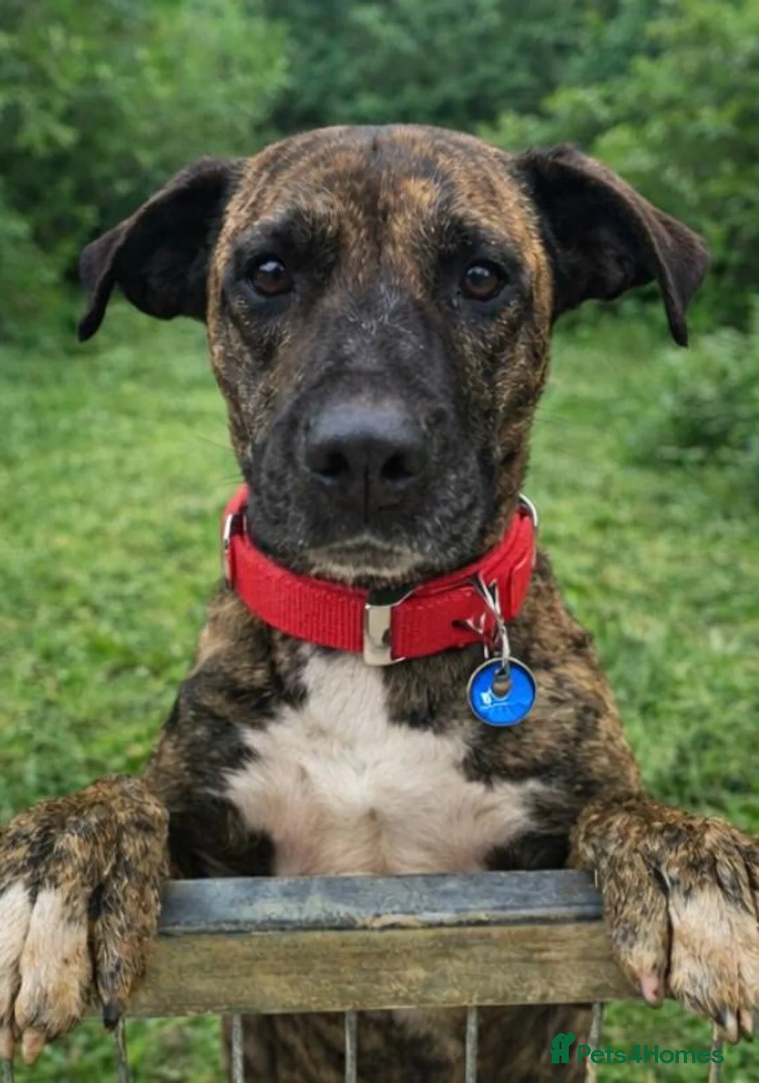 Mixed Breed dogs for adoption: ‼️🚨URGENT🚨‼️ ALMA🩷🐾 Around 5 years  - Advert 1