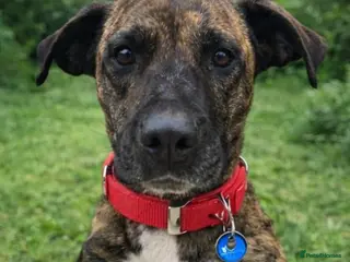 Mixed Breed dogs ‼️🚨URGENT🚨‼️ ALMA🩷🐾 Around 5 years - Advert 10