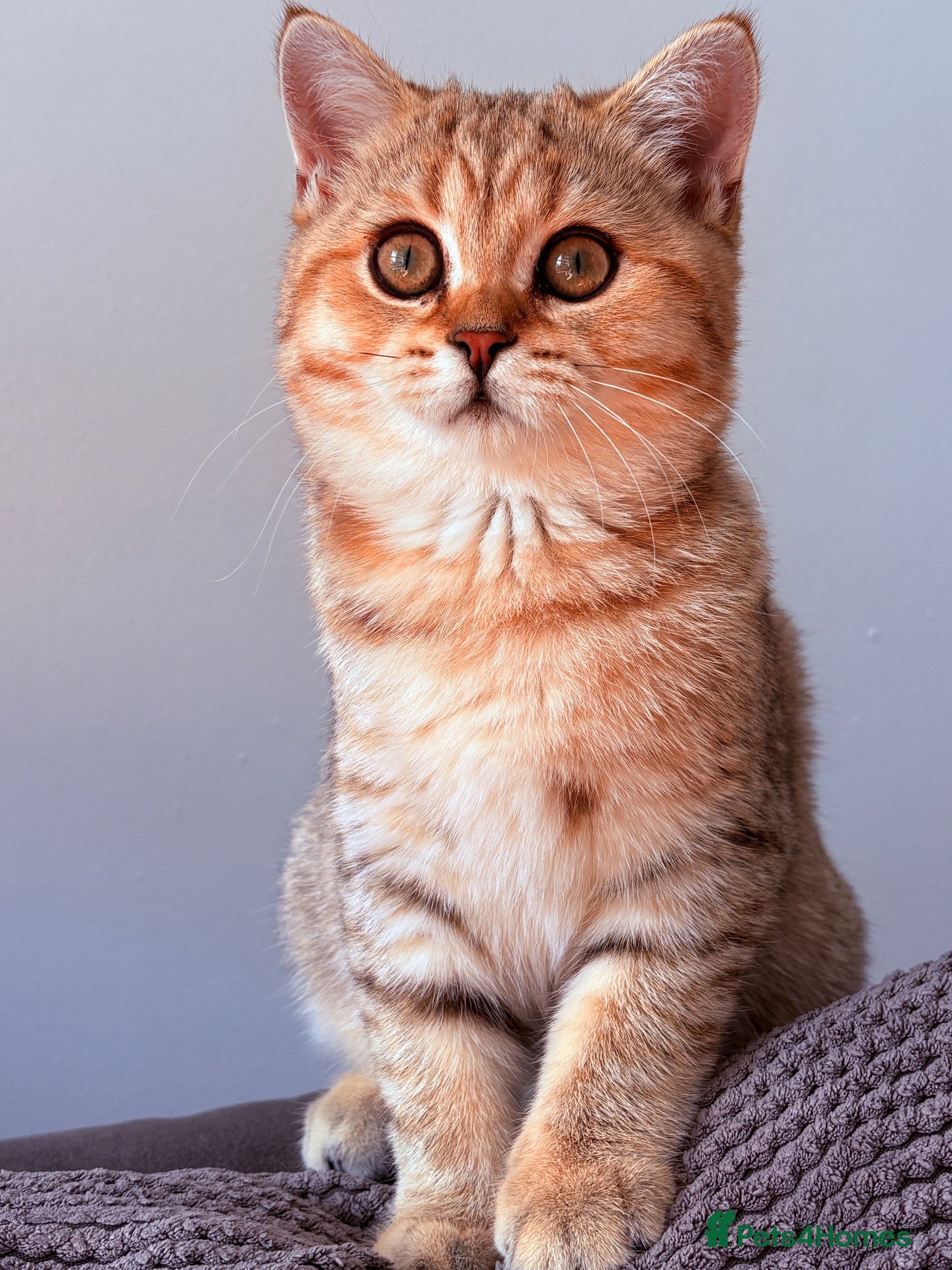 British Shorthair cats Ready Now /GCCF Golden BSH Kittens  - Advert 1