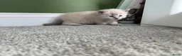 Ragdoll cats for sale:  Blue-Eyed Luxury Pedigree Kittens 🐾 in Grimsby - Advert 5