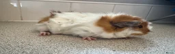 Guinea Pig rodents for sale: Gorgeous piggie ready for new home  - Advert 8