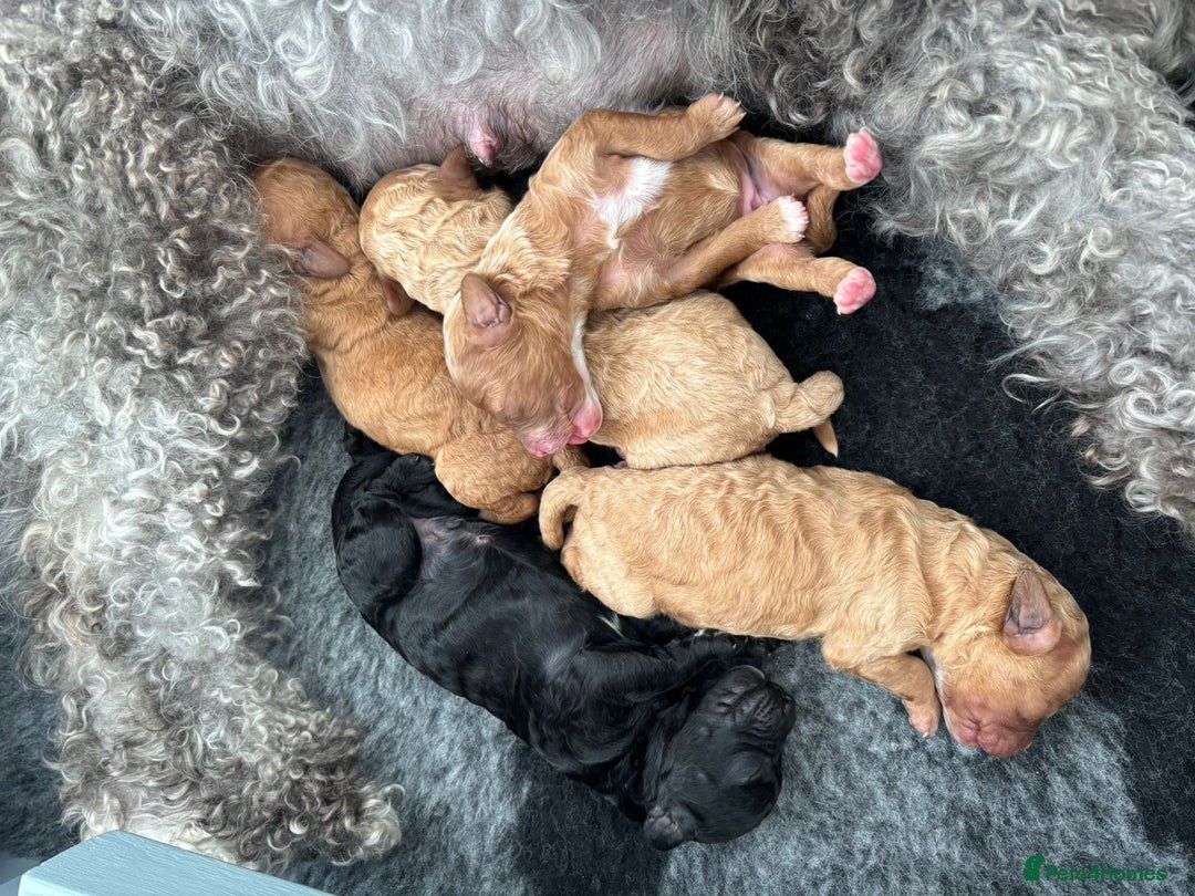 Cavapoochon dogs for sale: Cavapoochon Puppies - Image 7