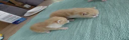 Mixed Breed cats for sale: 3 male and 2 female kittens - Advert 3