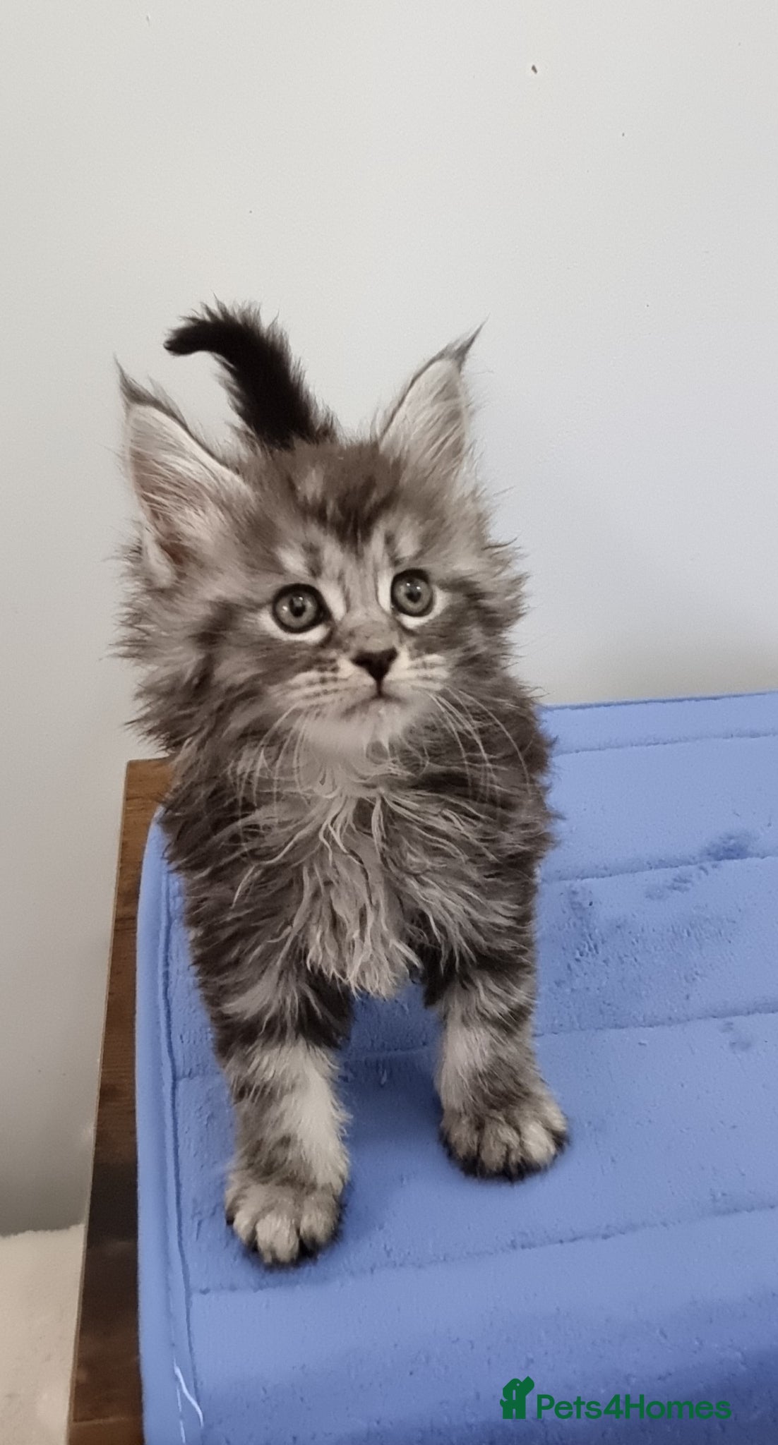 Maine Coon cats GCCF registered pedigree Maine Coon Kittens  - Advert 2