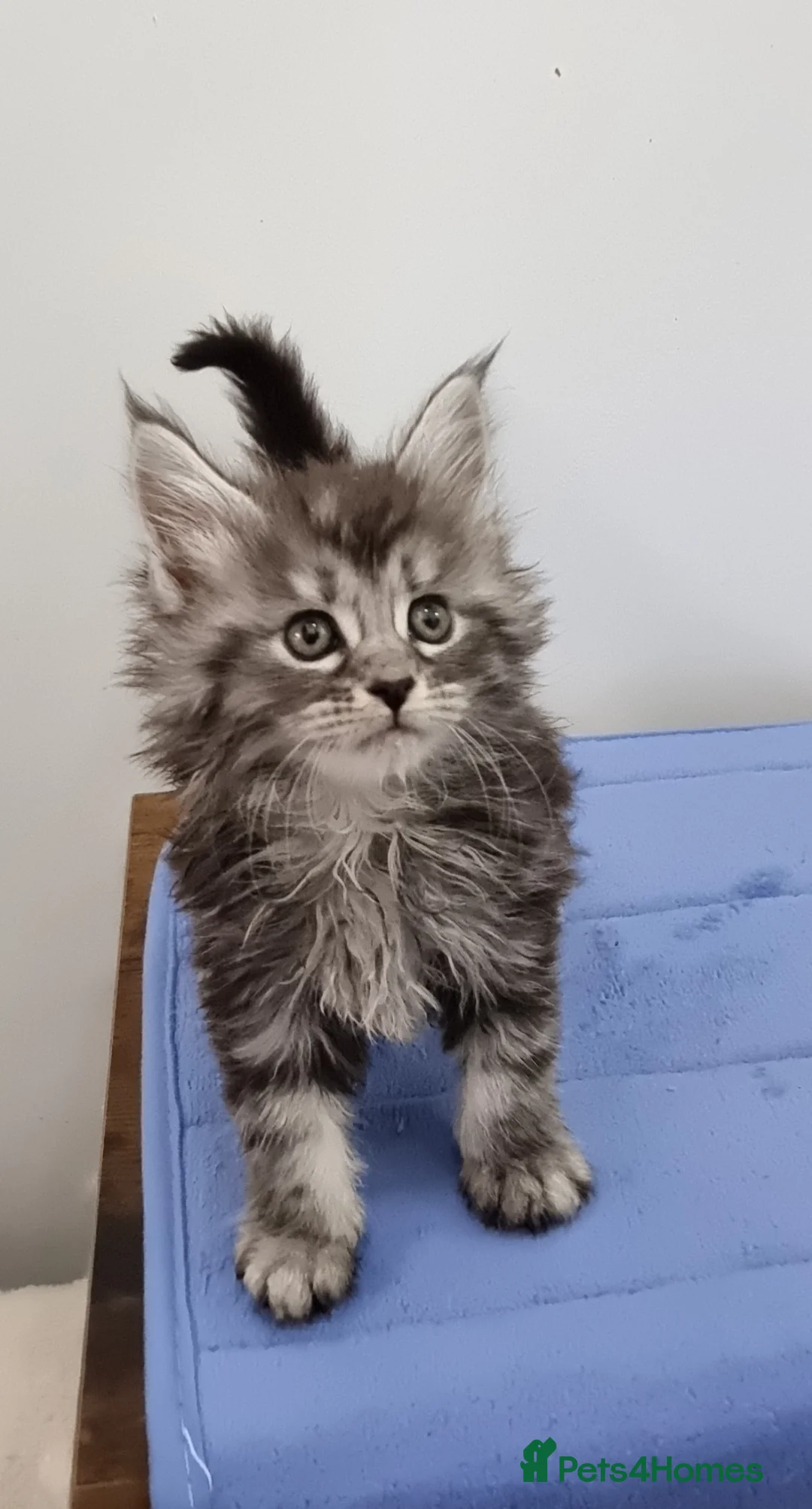 Maine Coon cats for sale: GCCF registered pedigree Maine Coon Kittens  - Advert 2
