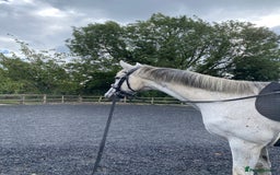 Irish Thoroughbred horses for sale: Irish thoroughbred  - Image 12