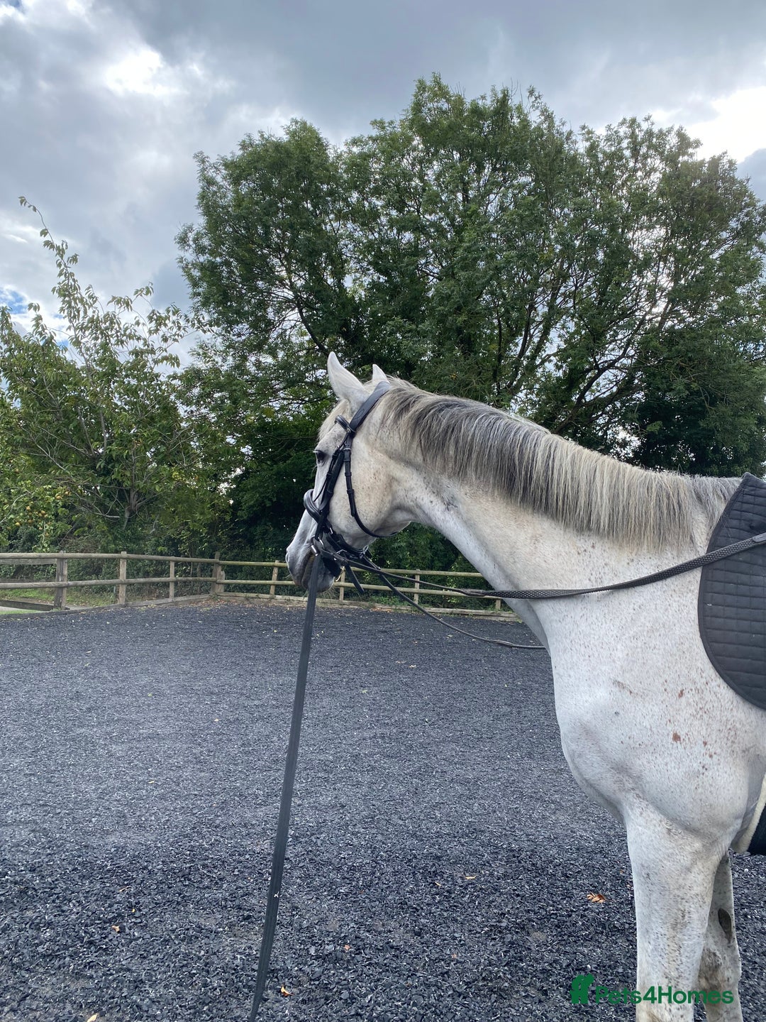 Irish Thoroughbred horses for sale: Irish thoroughbred  - Image 12