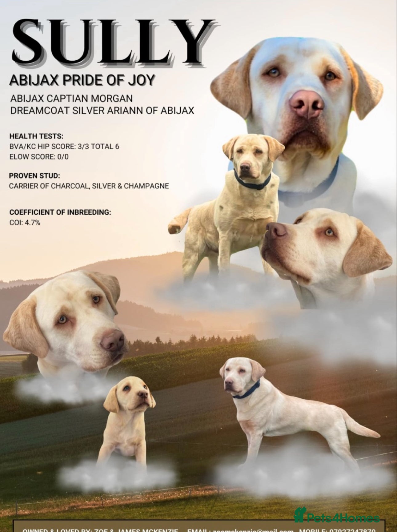 Labrador Retriever dogs KC reg champagne Labrador stud (silver carrier)  - Advert 11