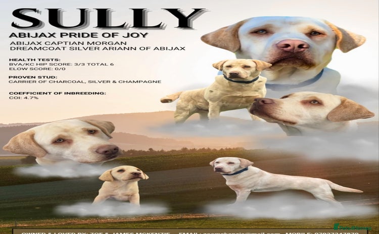 Labrador Retriever dogs - Advert 13