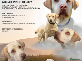Labrador Retriever dogs - Advert 28
