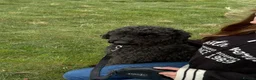 Cockapoo dogs for sale: Wilson – Cockapoo for Sale in Wigton - Advert 3