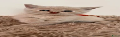 Red collar - Sol