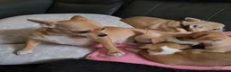 Chihuahua dogs for sale: Chihuahua  in Burnley - Advert 4