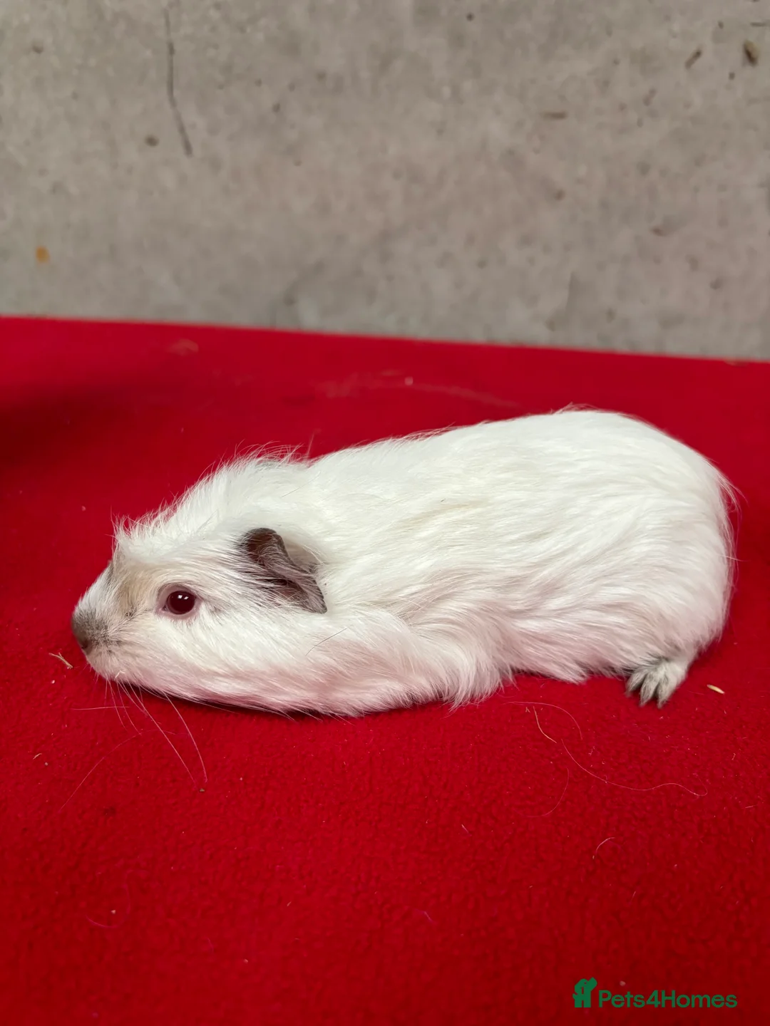 Guinea Pig rodents for sale: Female guinea pigs  - Advert 2