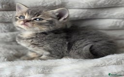 British Shorthair cats for sale: Gorgeous British Short-hair cross Kittens  - Image 13