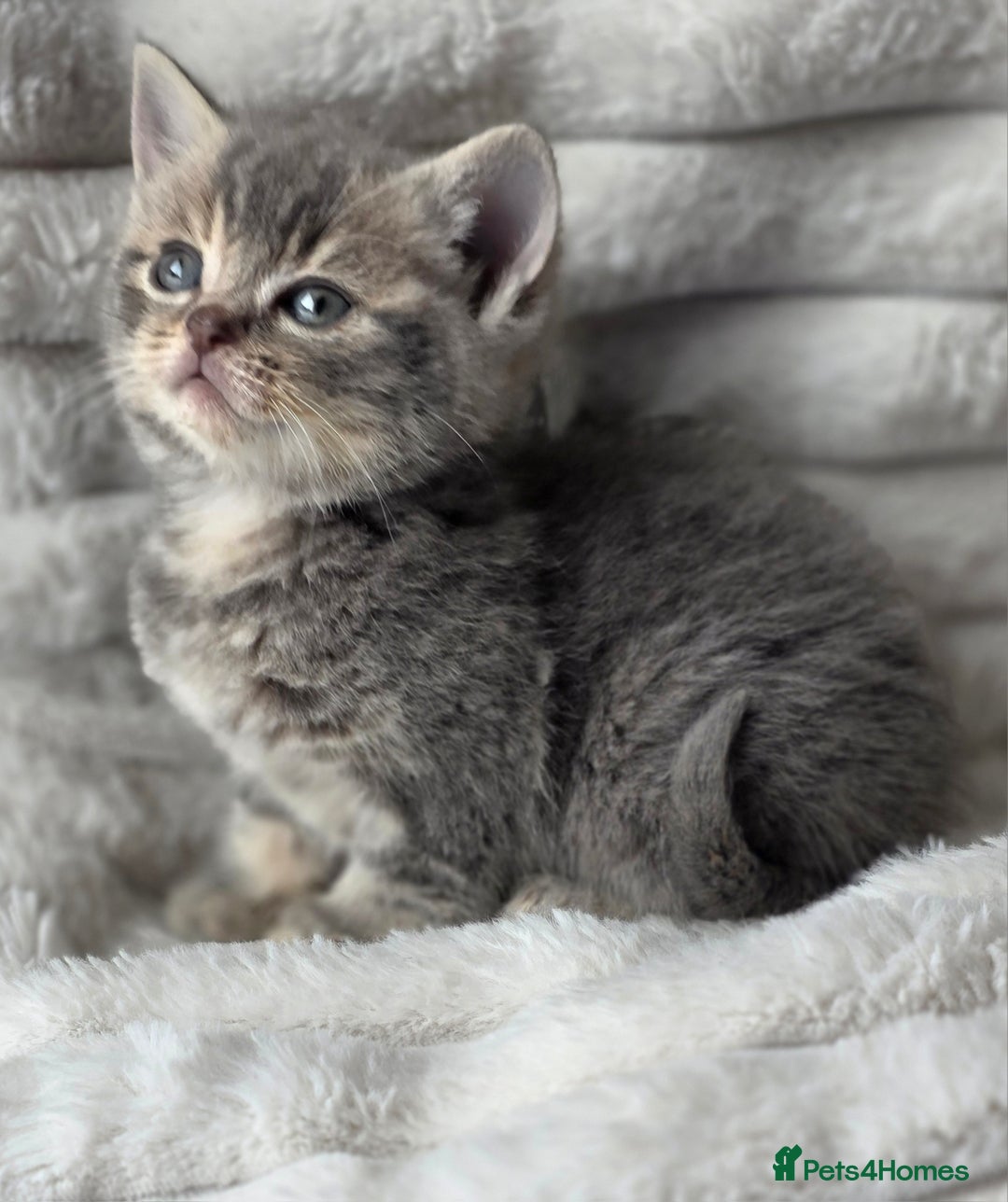 British Shorthair cats for sale: Gorgeous British Short-hair cross Kittens  - Image 13