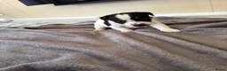 Jack Russell dogs for sale: Jack Russel Puppys - Advert 7