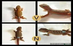 Bearded Dragon reptiles for sale: Beautiful baby bearded dragons £100 Ono - Image 3