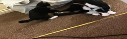 Mixed Breed cats for sale: Male kitten for sale  - Advert 2