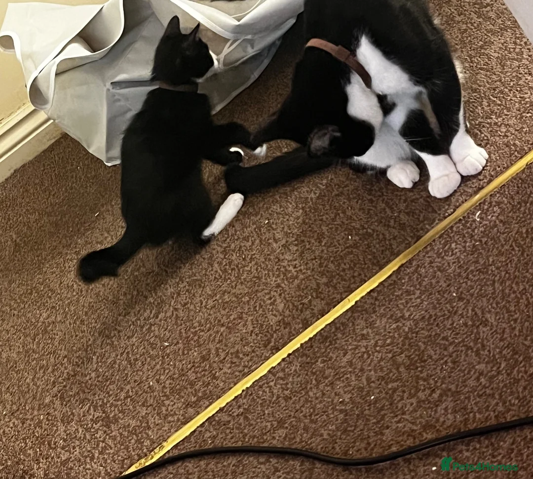 Mixed Breed cats for sale: Male kitten for sale  - Advert 2