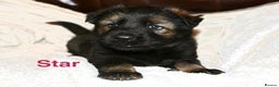 German Shepherd dogs for sale: German shepherd puppies  - Advert 20