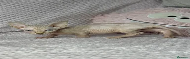 Sphynx Kitten 3