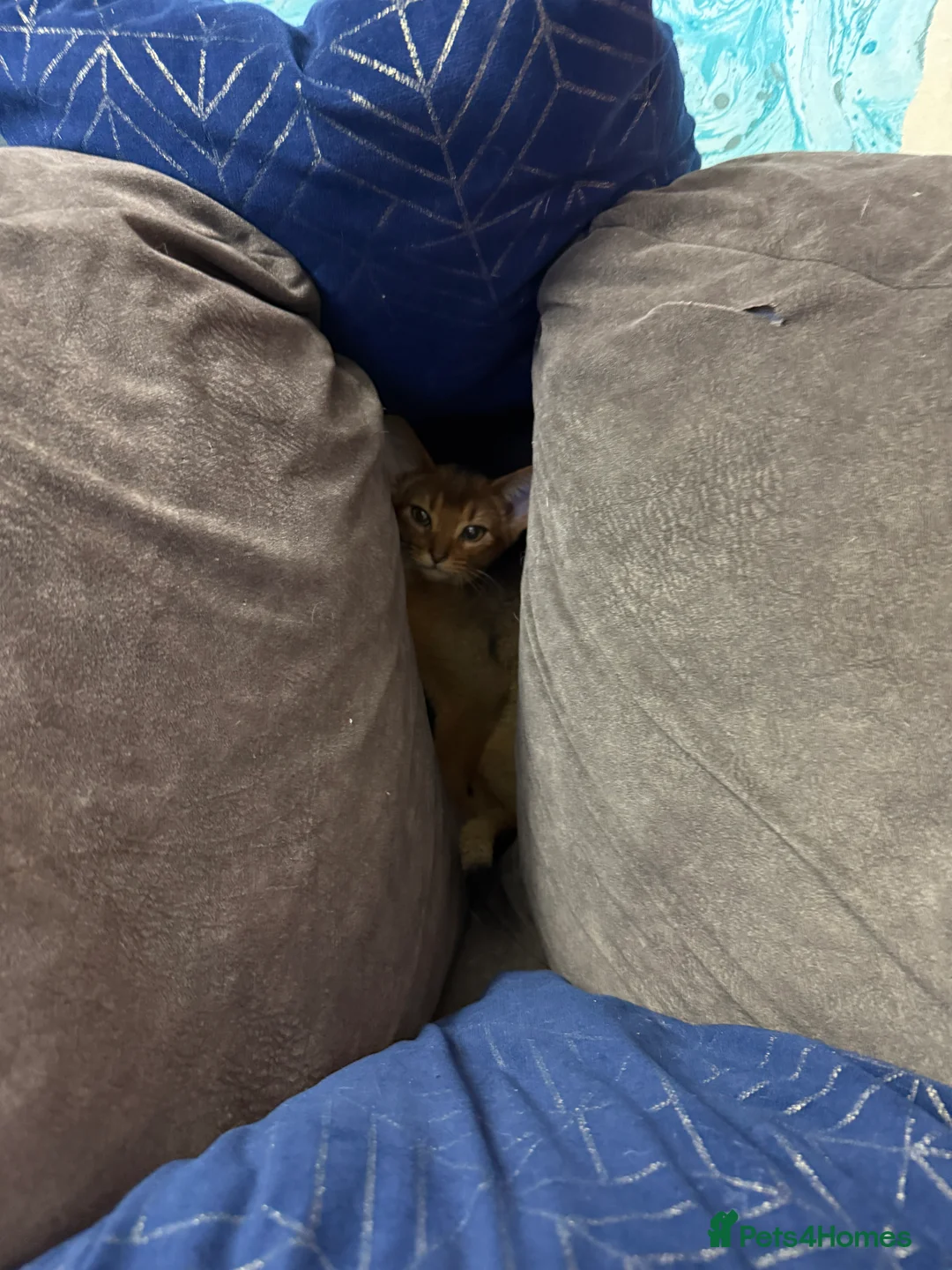 Abyssinian cats for sale: Ready for a new home - Advert 9