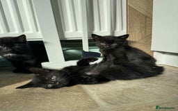 Mixed Breed cats for sale: 3 Black Male and 3 Black Female  - Image 2