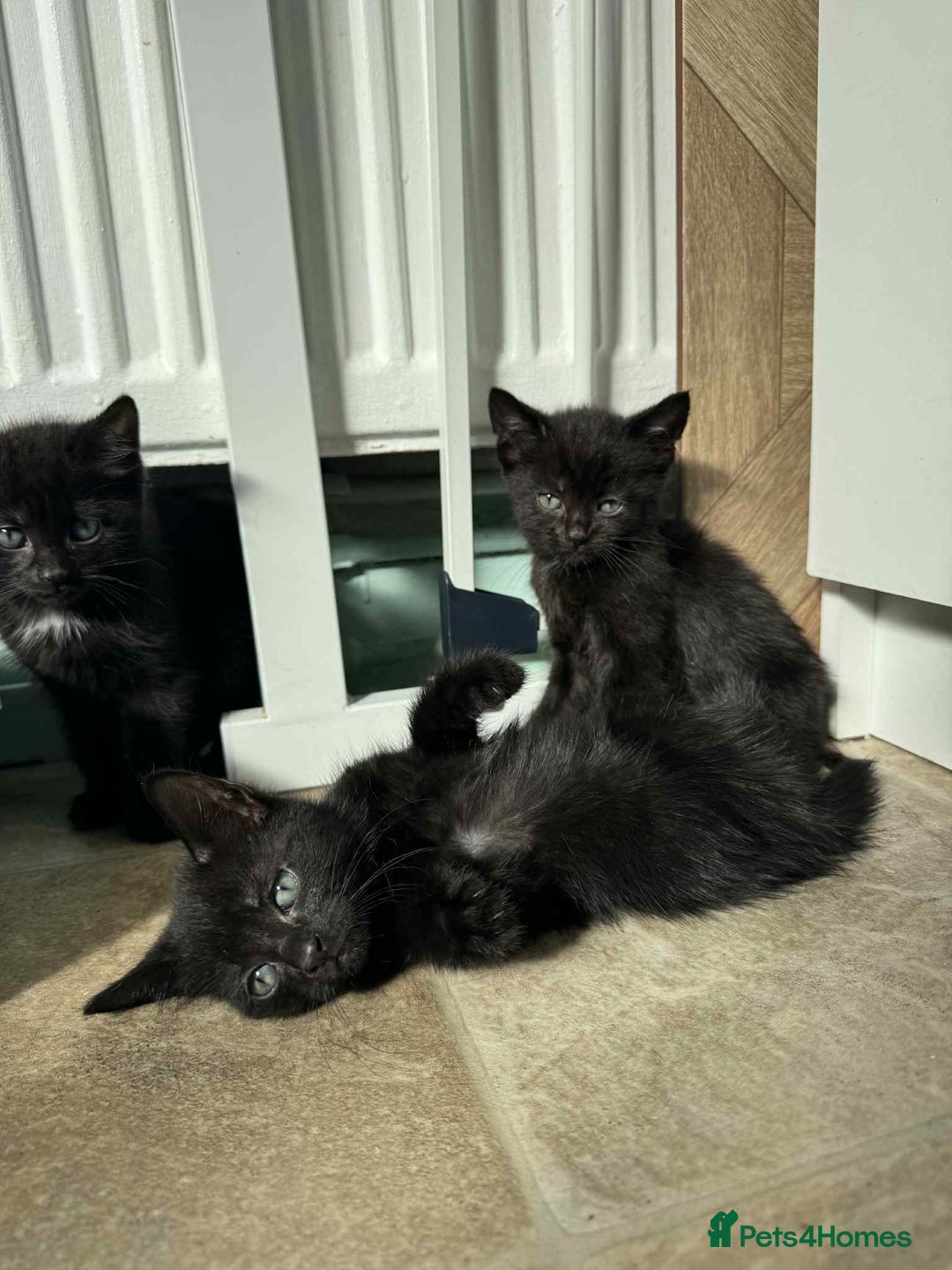 Mixed Breed cats for sale: 3 Black Male and 3 Black Female  - Image 2