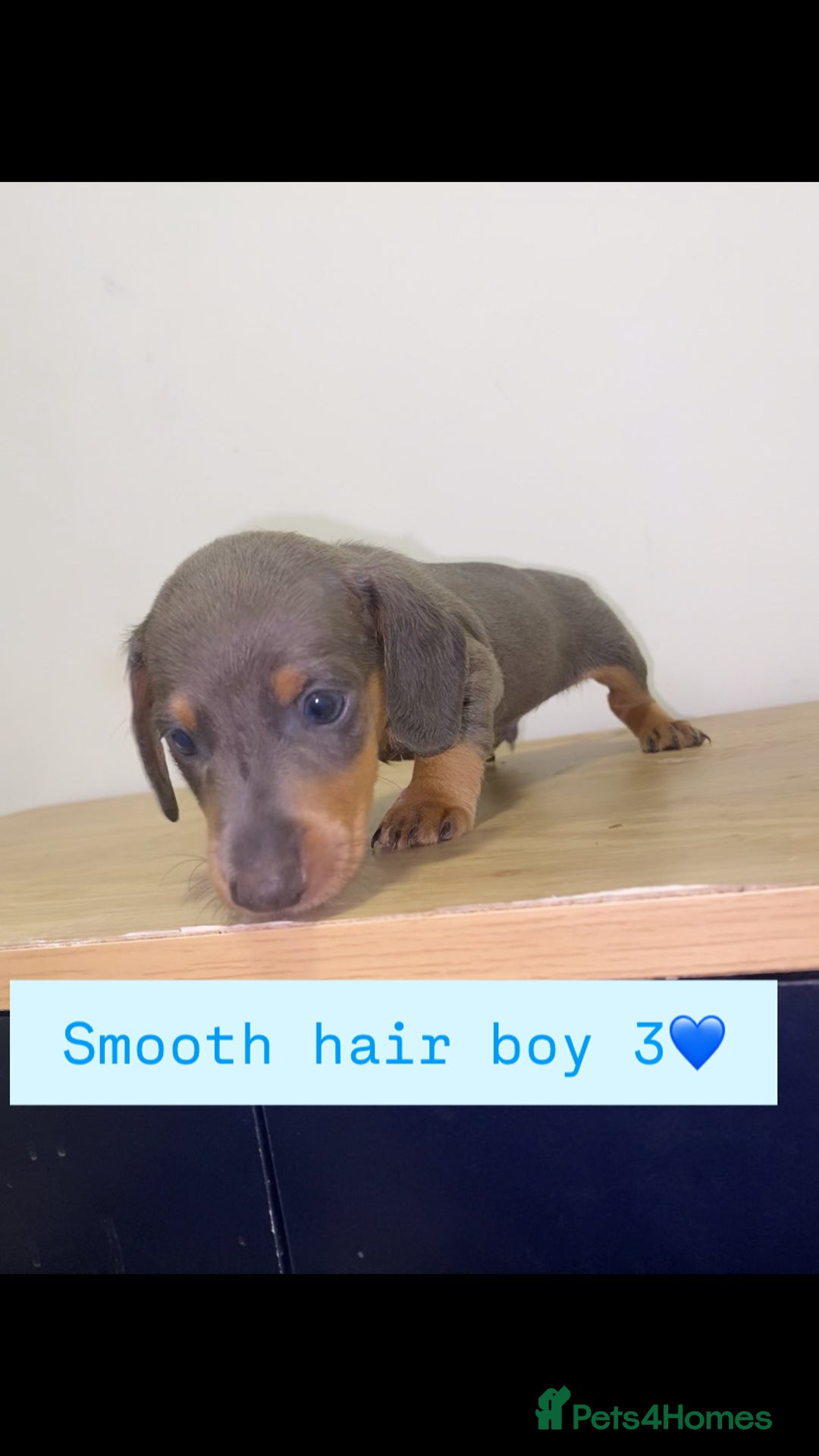 Miniature Dachshund dogs for sale: Miniature dachshund puppies🥰 - Advert 9