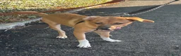 Mixed Breed dogs for adoption: Georgie needs a doggy sibling 💙 - Advert 6