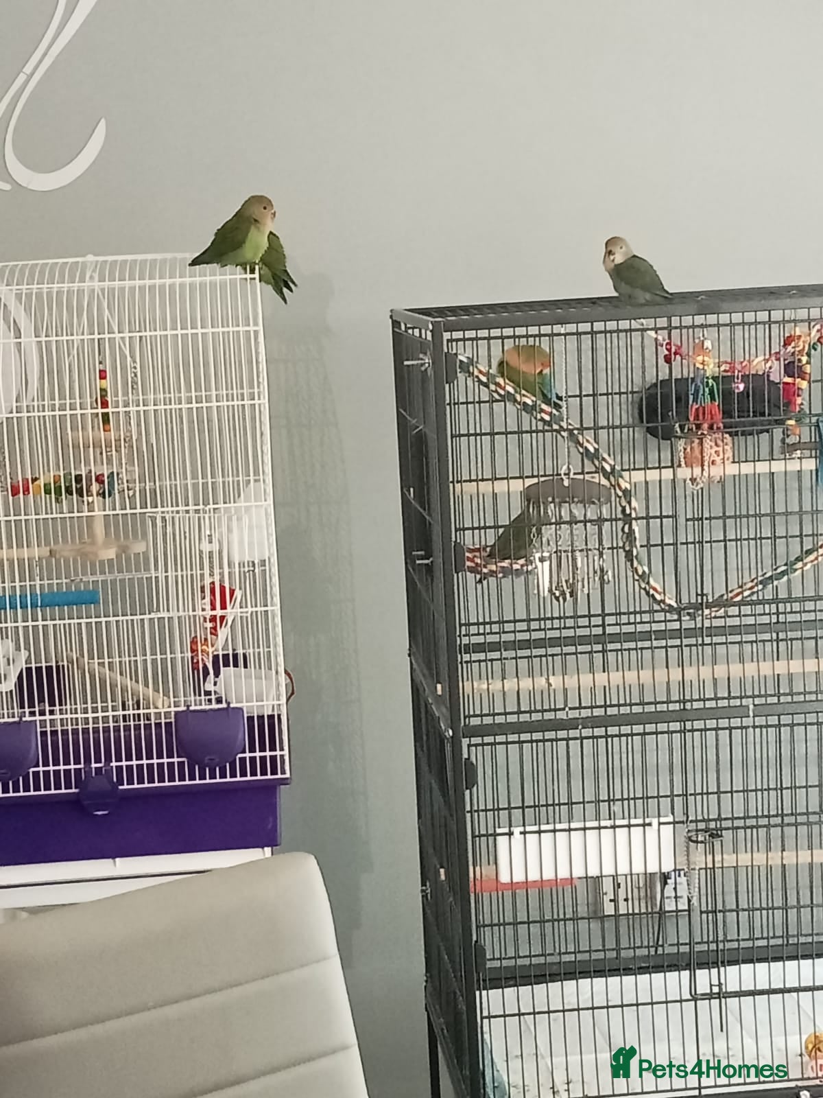 Lovebirds birds Hand tame lovebirds - Advert 16