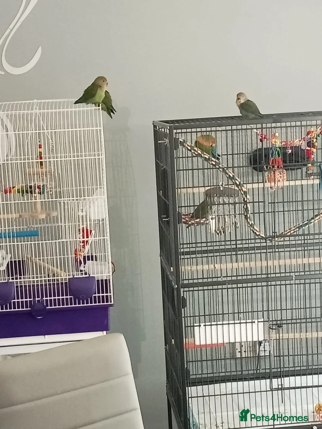 Lovebirds birds for sale: Hand tame lovebirds - Advert 1