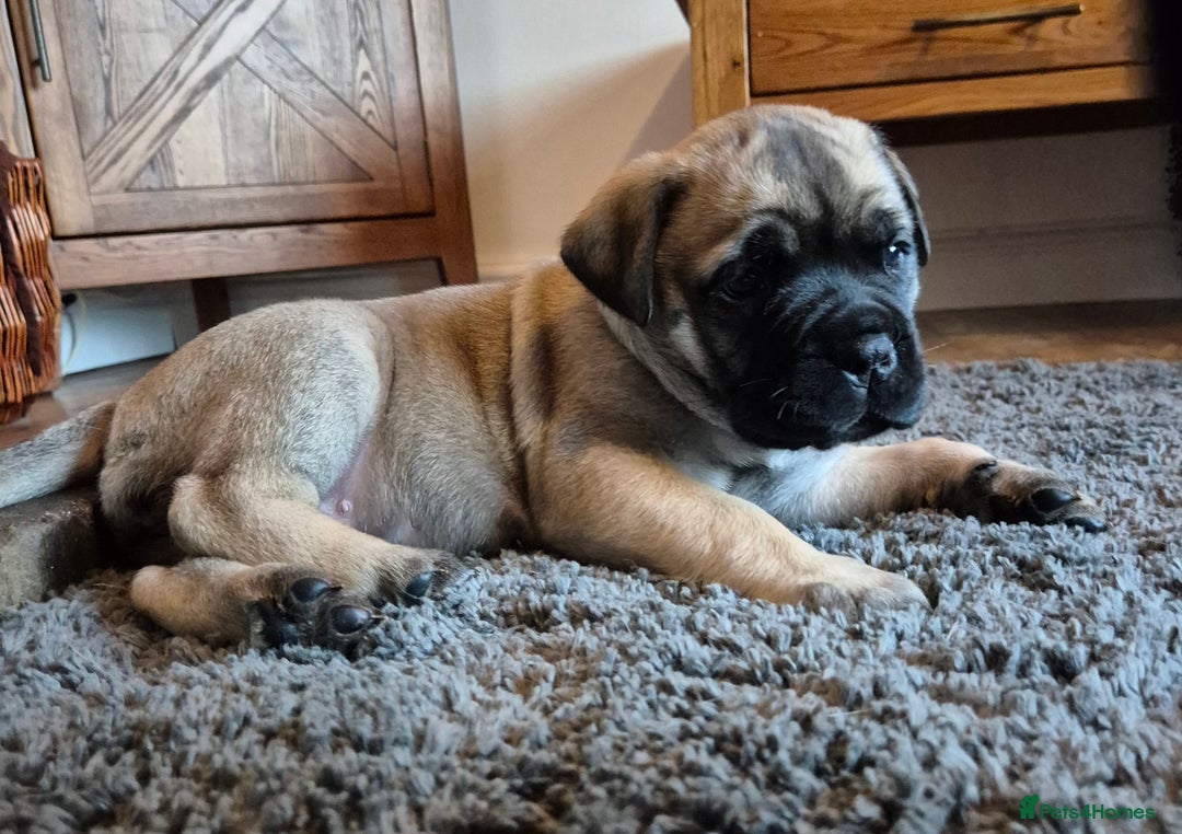 Bullmastiff dogs for sale: Beautiful Bullmastiff Puppy - Advert 6
