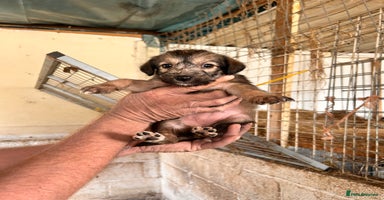 Mixed Breed dogs - Advert 4