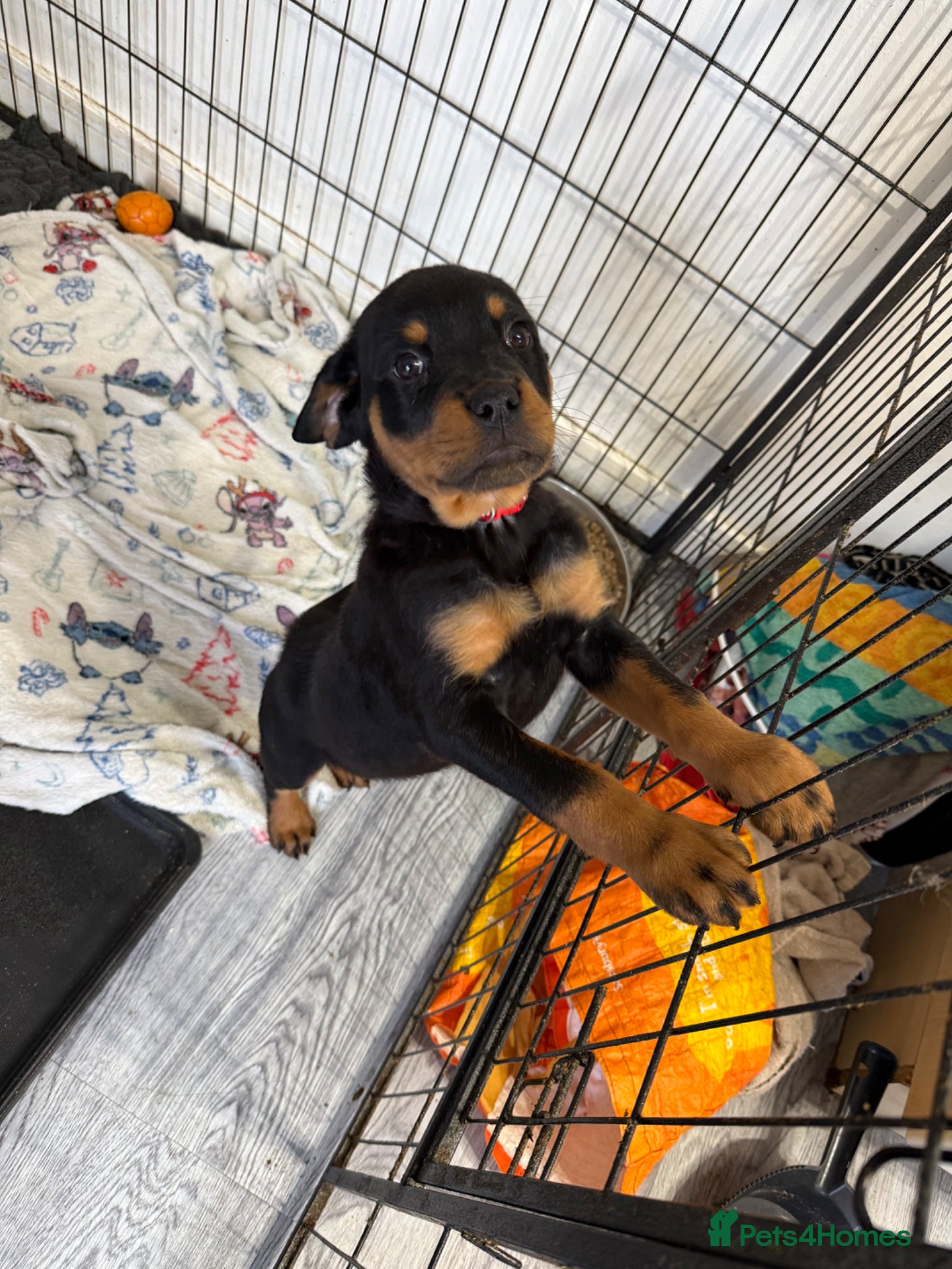 Rottweiler dogs 1 beautiful Girl Rottweiler pups left! - Advert 10