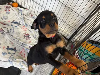 Rottweiler dogs 1 beautiful Girl Rottweiler pups left! - Advert 10