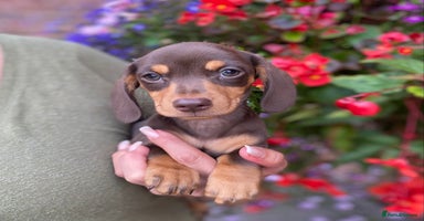 Miniature Dachshund dogs - Advert 4