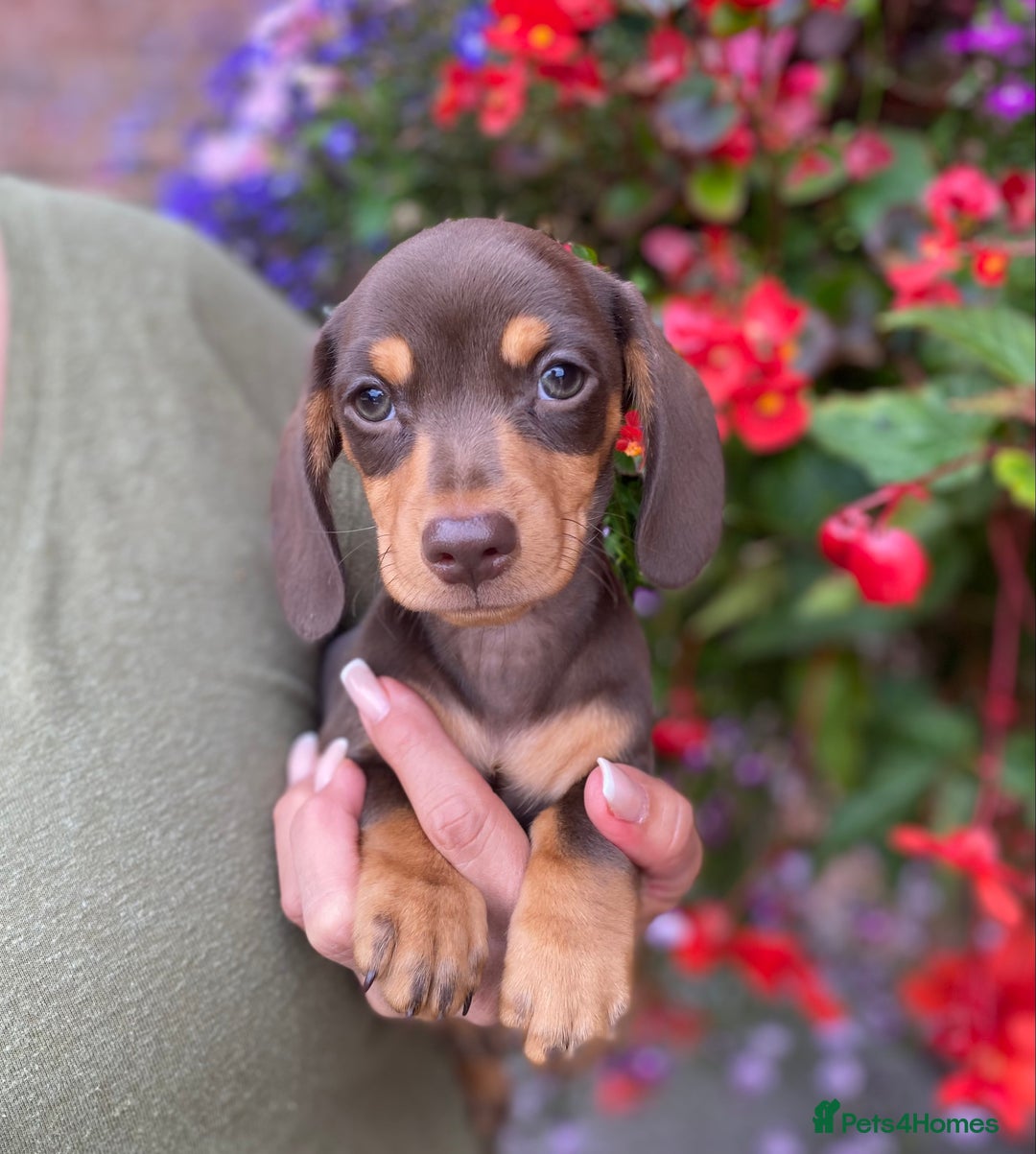 Miniature Dachshund dogs for sale: KC, PRAclear, licensed, health certificates  - Image 3