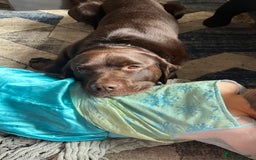 Labrador Retriever dogs for stud: Chocolate Labrador for stud PROVEN in Shrewsbury - Image 12