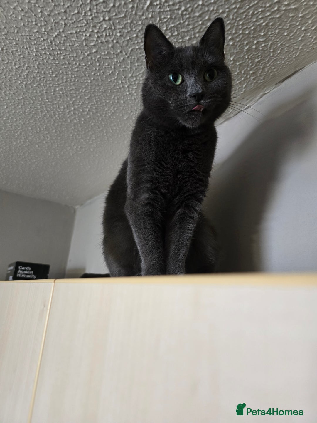 British Shorthair cats for sale: Tabby/british shorthair mother and son rehome  - Image 4