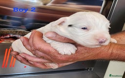 Sealyham Terrier dogs for sale: Sealyham terrier puppy’s  - Image 4